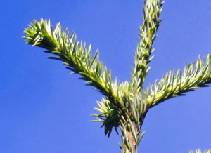 pacific silver fir needles graphic